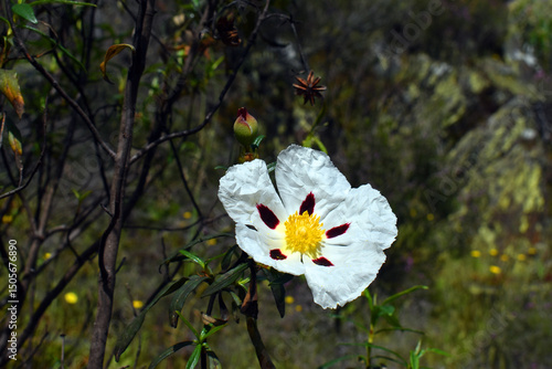 White flower of Cistus lada...
