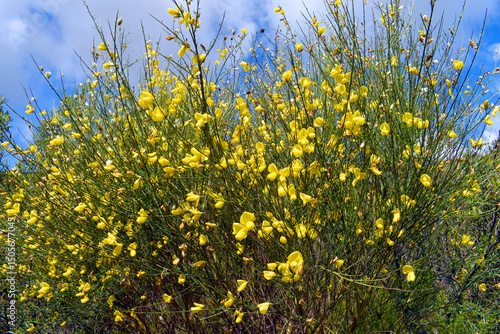 The common broom shrub (Cyt...