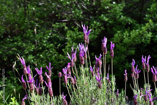 Purple flowers of Spanish L...