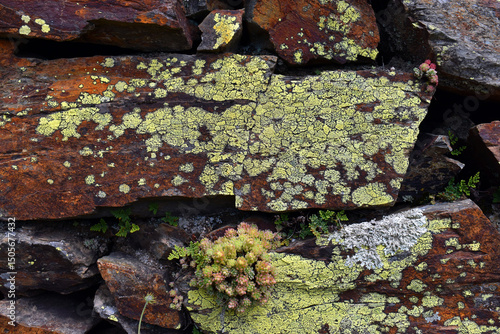 The map lichen (Rhizocarpon...