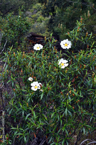 The Mediterranean shrub Cis...
