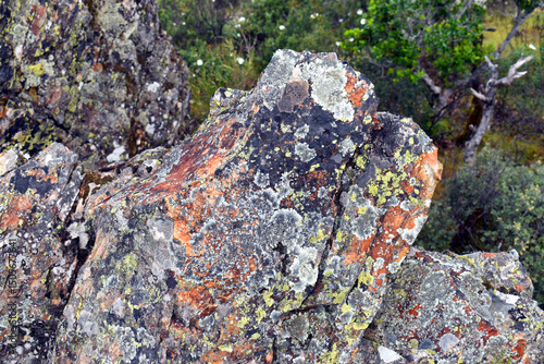 Various crustose lichens gr...