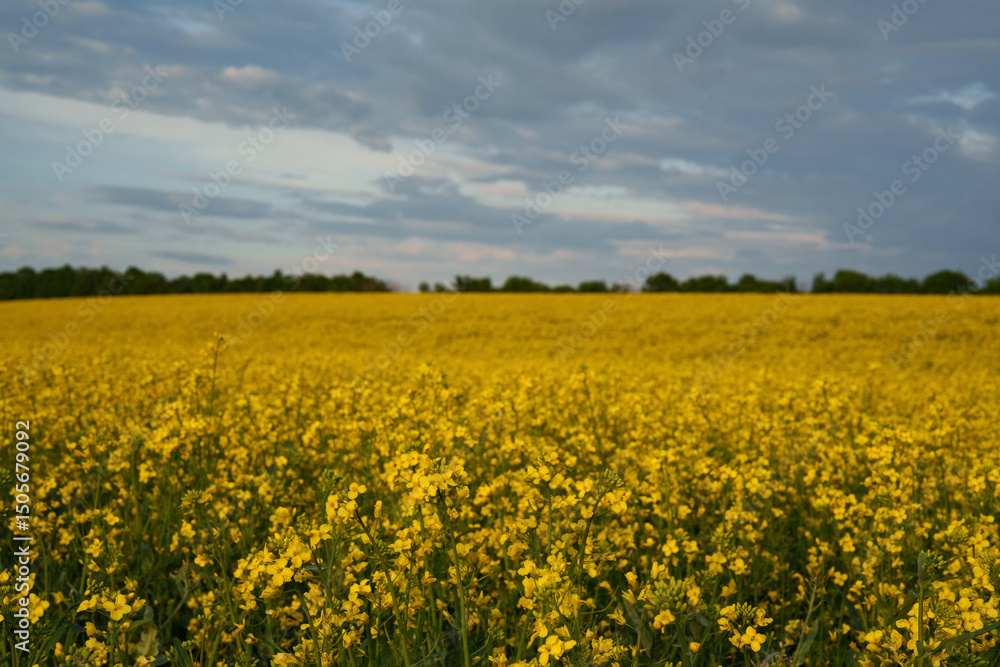 A blooming rapeseed field under a cloudy sky at sunset. An annual oilseed plant of the cabbage family, which is widely used in the food industry, agriculture, and biofuel production. A blooming rapeseed field under a cloudy sky at sunset. An annual oilseed plant of the cabbage family, which is widely used in the food industry, agriculture, and biofuel production.