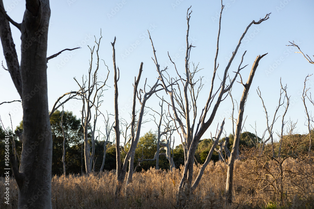 Tall bare trees in the wetlands Tall bare trees in the wetlands
