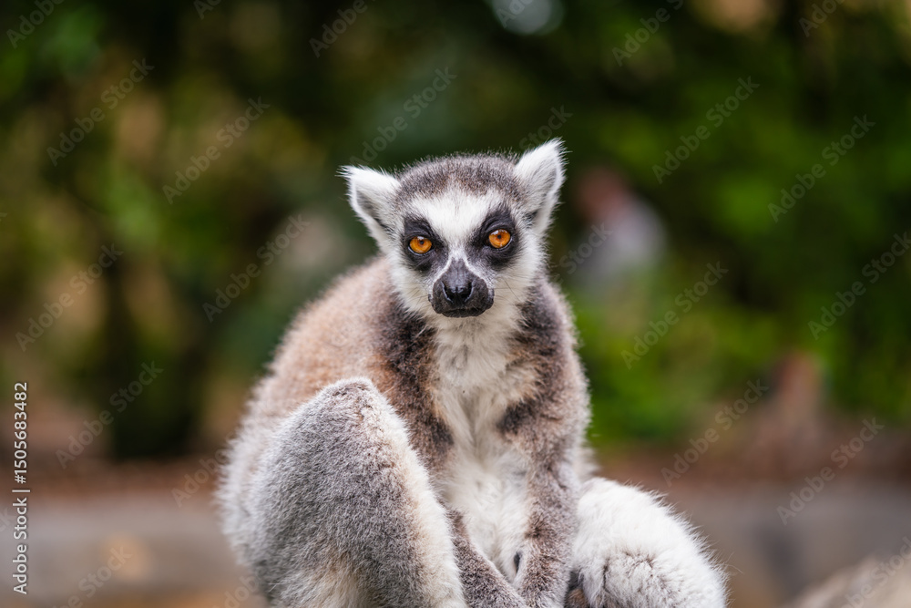 Fototapeta premium A shot of ring tailed lemur resting on a tree branch during sunny day in the zoo. High quality photo