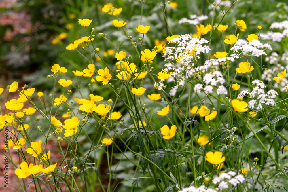 Fototapeta premium fleurs jaunes et blanches de prairies en gros plan