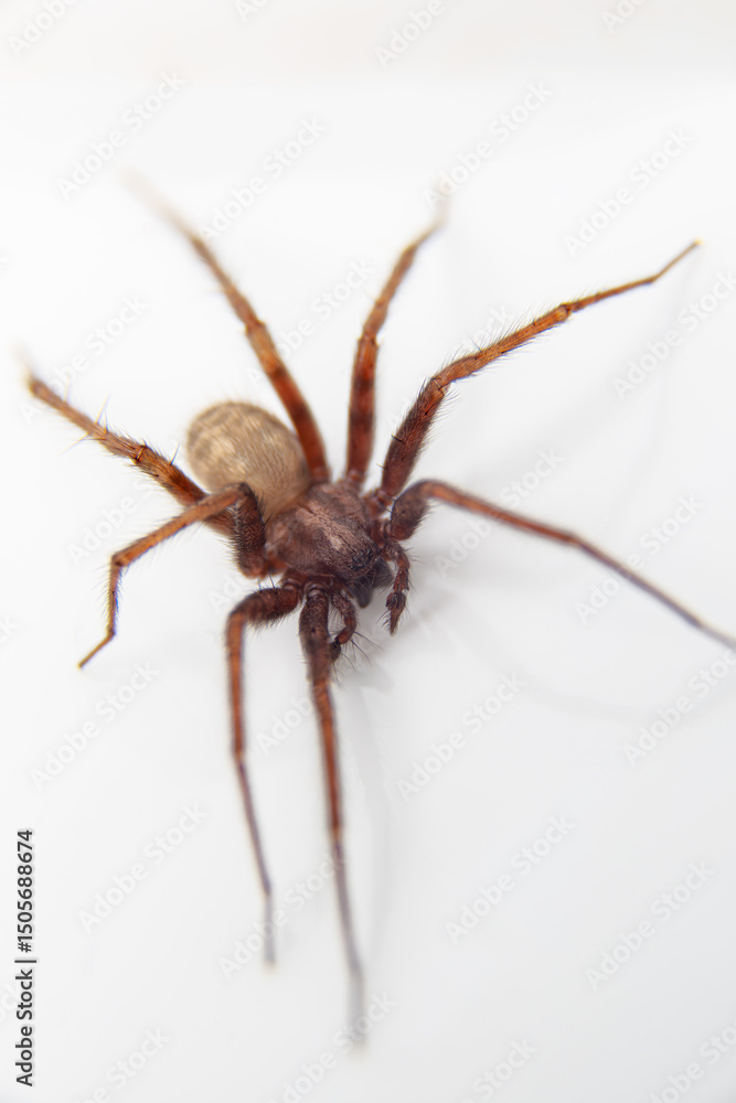 Macro shot of common house spider (Tegenaria domestica) mouthparts and legs, extreme detail. Macro shot of common house spider (Tegenaria domestica) mouthparts and legs, extreme detail.