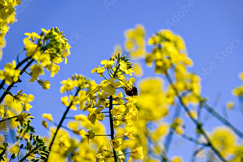 A bee pollinating a plant in a field of yellow rapeseed (Brassica napus) flowers.