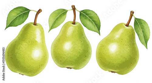 Three Watercolor Pears Stand In A Row Bathed In Soft Diffused Light Against White Background