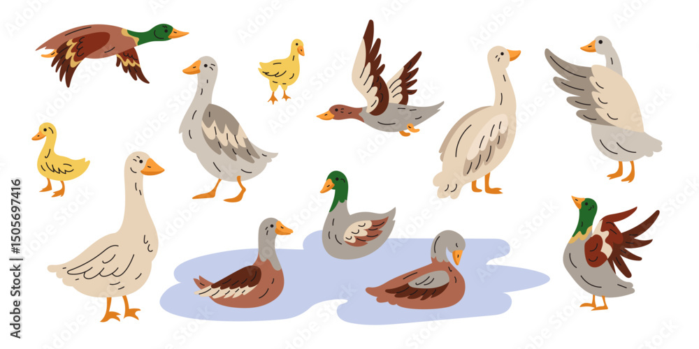 Obraz premium Icon duck, goose. Cute farm bird animal. Character poultry mallard. Domestic agriculture with wings swimming. Flying duckling family. Cartoon flat style isolated illustration. Vector tidy character
