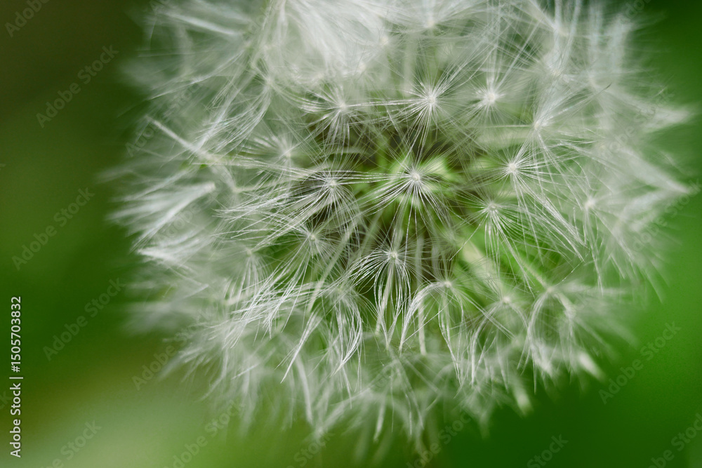 Fototapeta premium Blowball dandelion close up macro photo. High quality background wallpaper with copy space