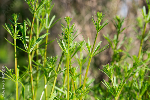 Galium aparine, cleavers green leaves closeup selective focus