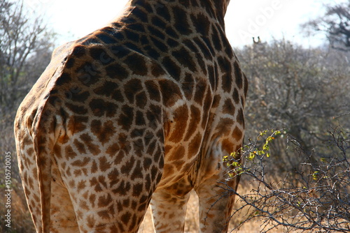 Photography Giraffe