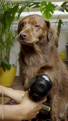 A brown dog is being groomed with a brush and hairdryer indoors, looking calm and relaxed.