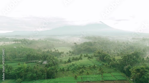 Aerial view of lush green rice terraces with palm trees in Dampit, Malang, East Java, Indonesia, surrounded by morning fog and cloudy weather condition with a mountain in the distance
