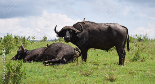 Water Buffalo In The Wild