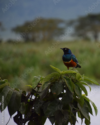 Hildebrandt's Starling Perched On A Branch