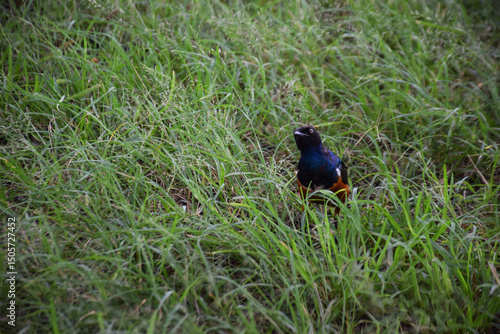 Hildebrandt's Starling On The Grass
