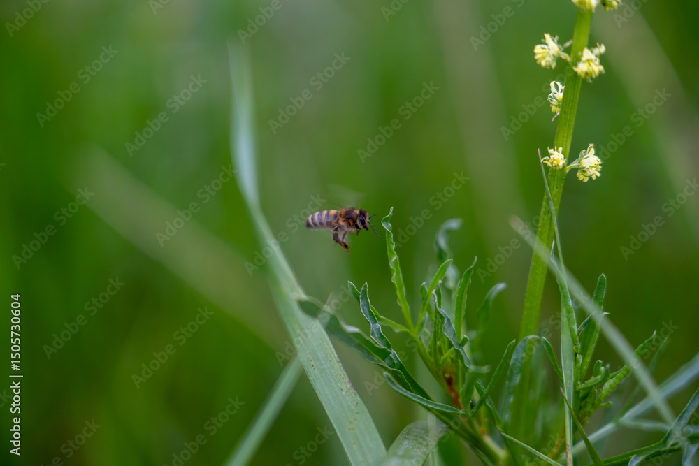 Fototapeta premium Pollination in action։ Bee and flower