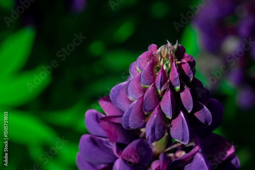 Close-Up of a Purple Lupine Flower Against a Green Background