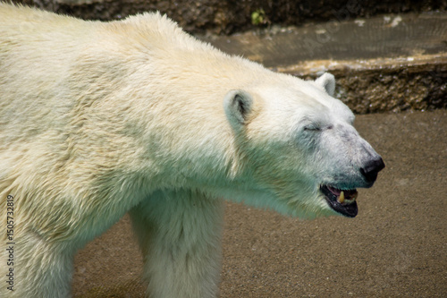 暑さにぐったり-ため息をつくシロクマ｜ Polar Bear Weary from the Heat, Sighing in Exhaustion