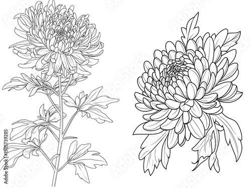 A modern illustration of a chrysanthemum, drawn in black outline and including its branch and leaves, is set against a clean white background for design use