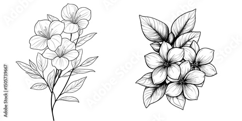 Isolated on the background, a hand-drawn black and white jasmine flower branch with contour lines and strokes is a design element perfect for greeting cards and invitations