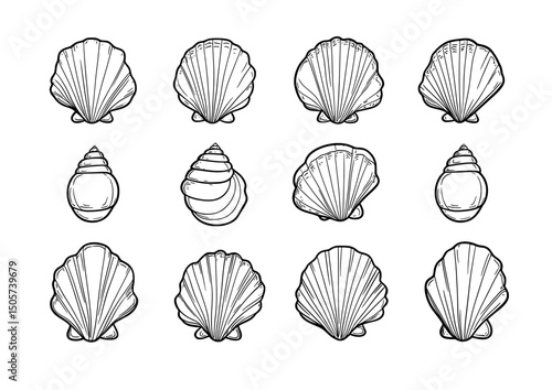The illustration is a modern graphic style representation of hand drawn marine shells, including conch, seashell, mussel, and pearl, in black and white, which can be used for labels, cards, stickers