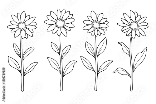 Edelweiss flowers and mountain adventure plants are depicted in a hand-drawn modern illustration isolated on a white background