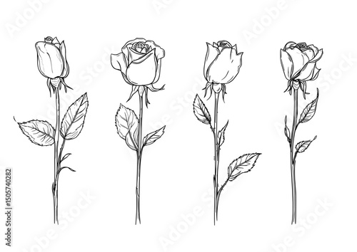 The illustration is a modern set of sketches, including a hand-drawn rose created using line art techniques