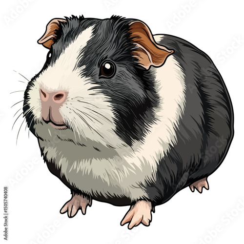 guinea pig, animal, vector, transparent background, mammal, nature, cute, zoo, pet, isolated, rodent, cavy, furry, guinea-pig, cavia, adorable, small, fluffy