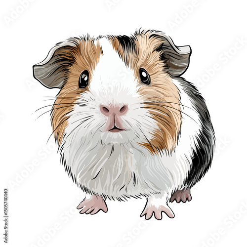 guinea pig, animal, vector, transparent background, mammal, nature, cute, zoo, pet, isolated, rodent, cavy, furry, guinea-pig, cavia, adorable, small, fluffy