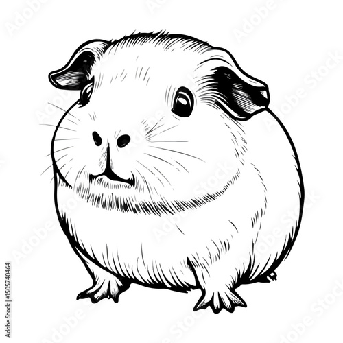 guinea pig, animal, vector, transparent background, mammal, nature, cute, zoo, pet, isolated, rodent, cavy, furry, guinea-pig, cavia, adorable, small, fluffy