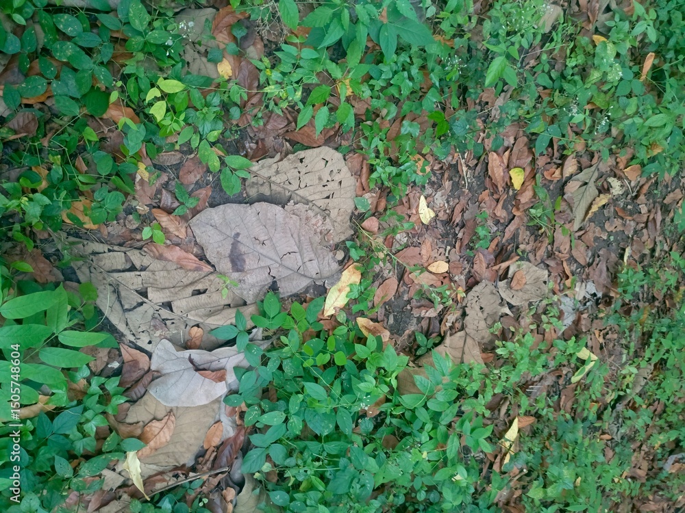 Obraz premium Garden path with dry leaves and green grass or bushes. Semarang-Indonesia. 01-06-2025