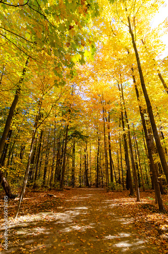 autumn in the forest
