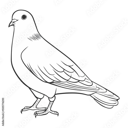 pigeon, animal, vector, transparent background, nature, wildlife, wing, dove, feather, isolated, peace, freedom, beak, symbol, wings, cute