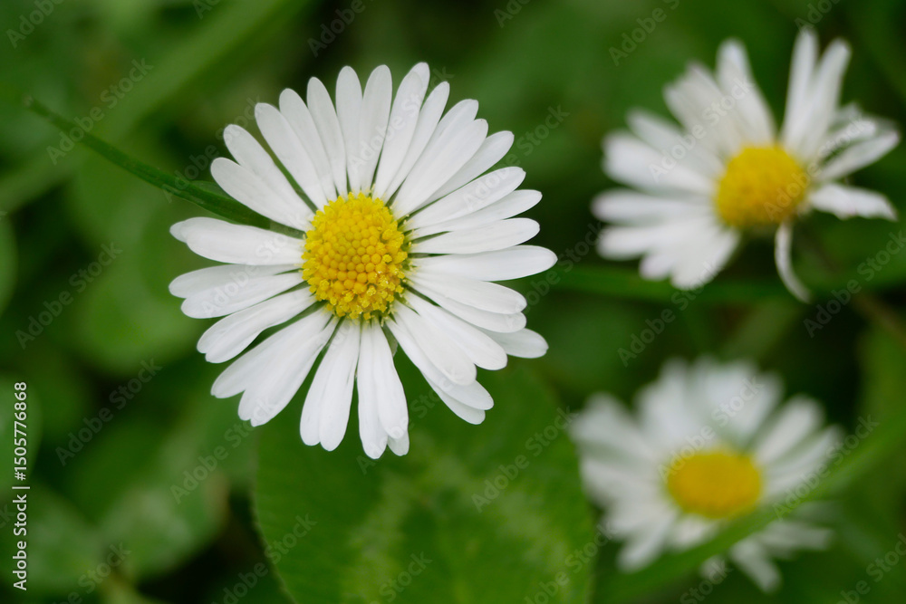 Fototapeta premium Bellis perennis annua wild Daisy flowers close up macro. High quality background wallpaper with copy space