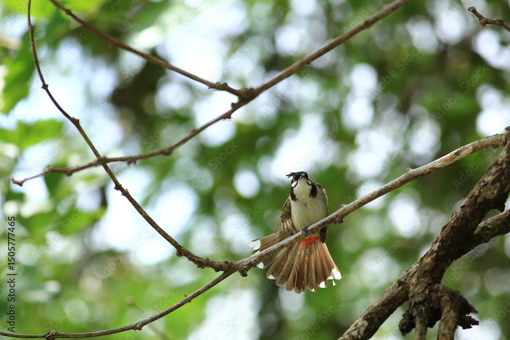 Naklejka premium bird is looking for prey on a tree branch.