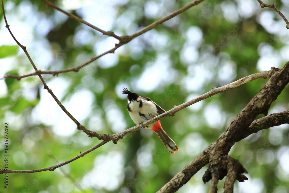 Fototapeta premium bird is looking for prey on a tree branch.