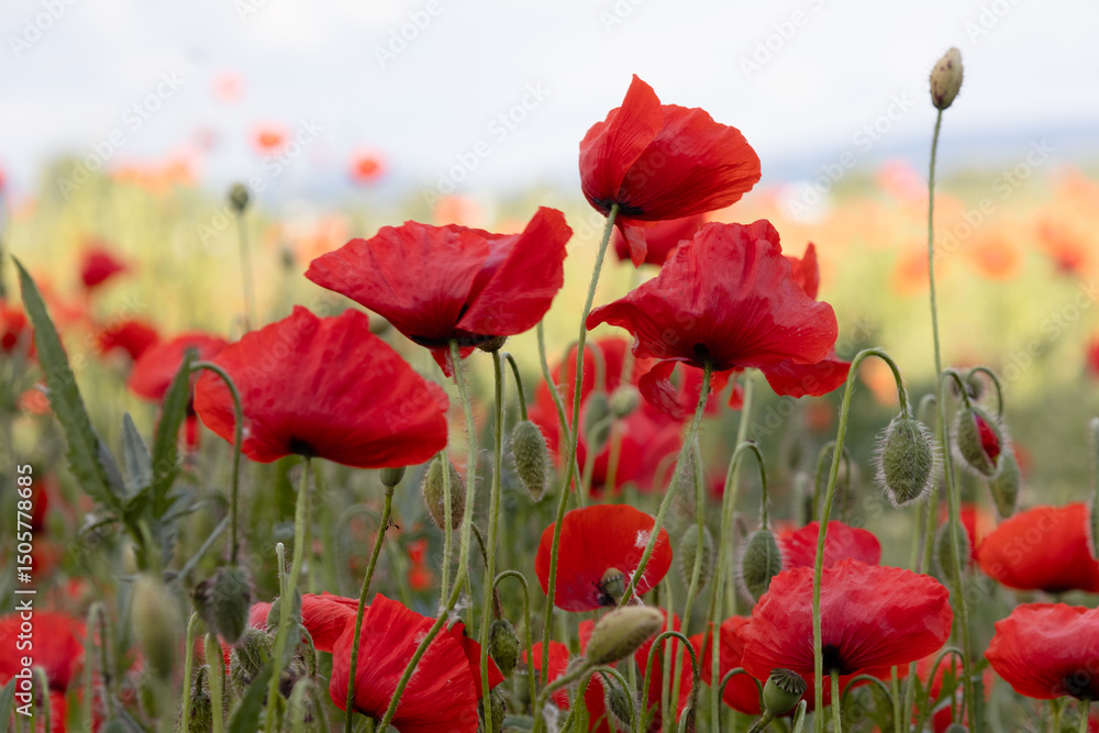 Fototapeta premium Multiple red poppy flowers blooming in a sunlit summer meadow, with a soft, slightly blurred sky in the background.