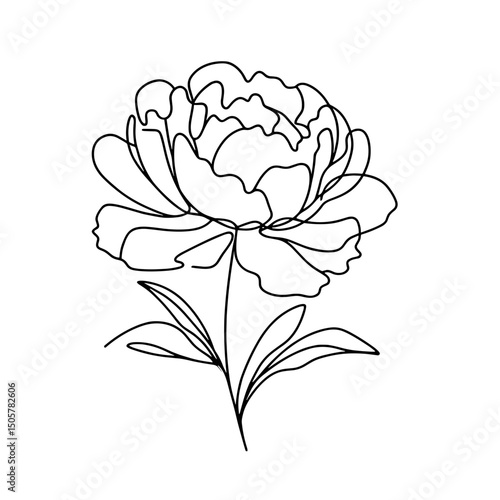 Peony, vector, black line drawing, minimalistic, single line, simple line, isolated, transparent background