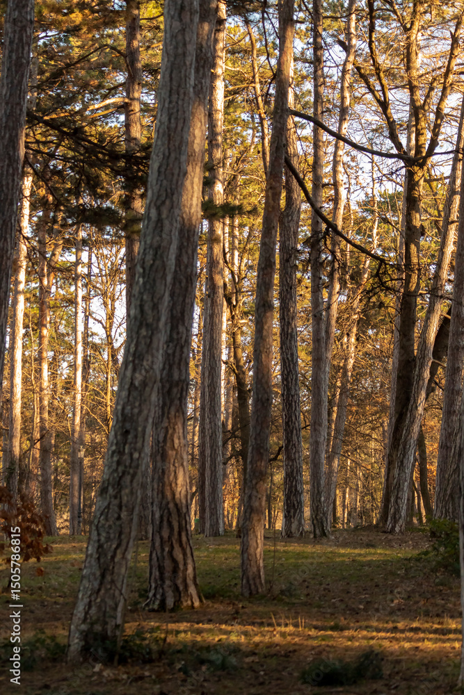 Obraz premium Forest path view in the park.