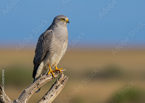 red tailed hawk in flight