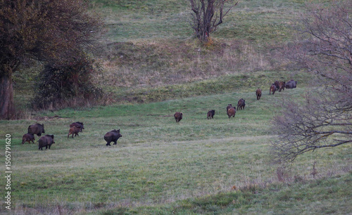 Group of wild boars walking across a grassy hillside in autumn landscape. The animals move in a loose formation through open countryside. Wildlife herd behavior and natural habitat concept.