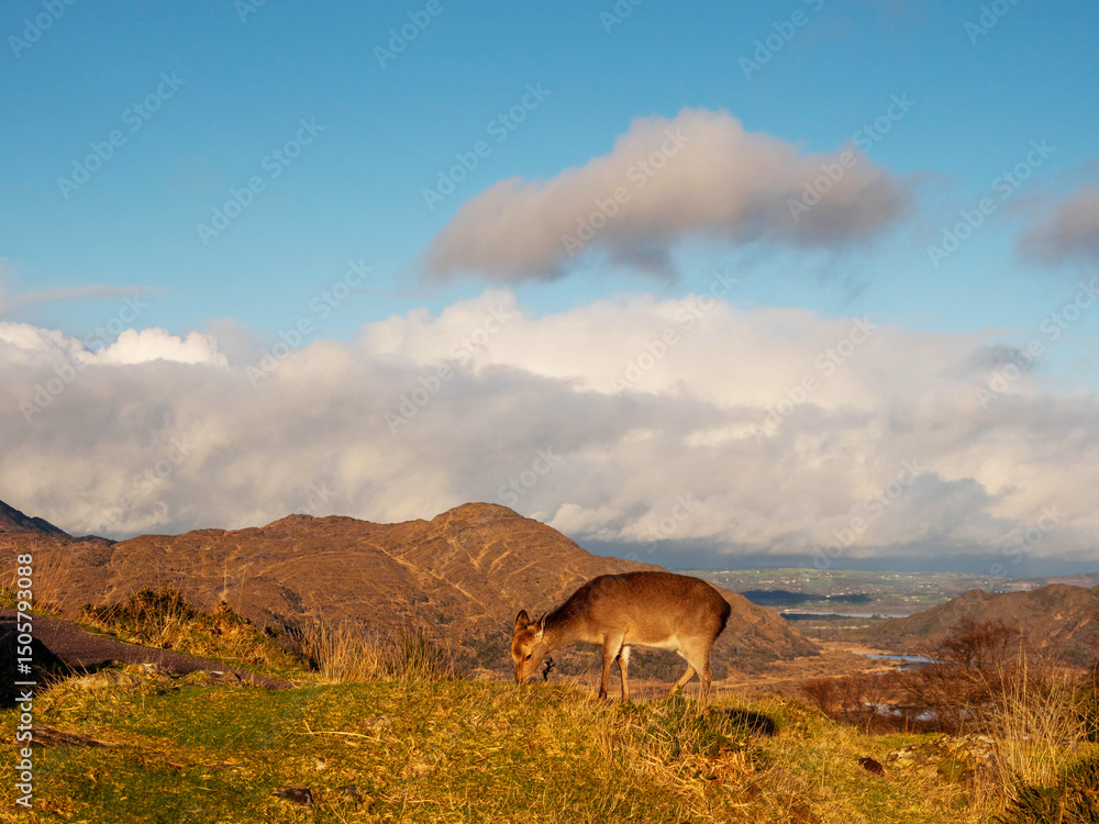 Naklejka premium Brown deer grazing grass on a hill, mountain and blue cloudy sky in the background.