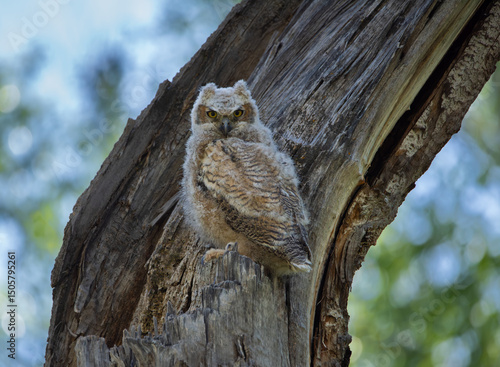 Canvas Print Young Great Horned Owl on a broken off Cottonwood tree, Durango, Colorado, USA,