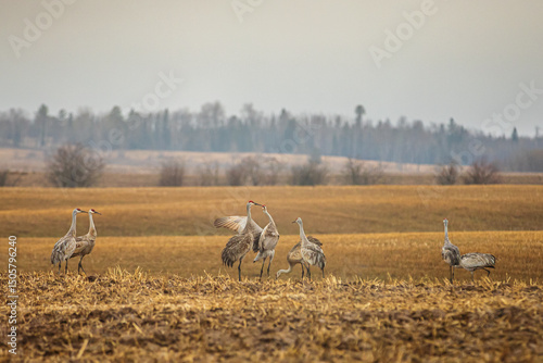Spring Sandhill Cranes picking through last years cornfield
