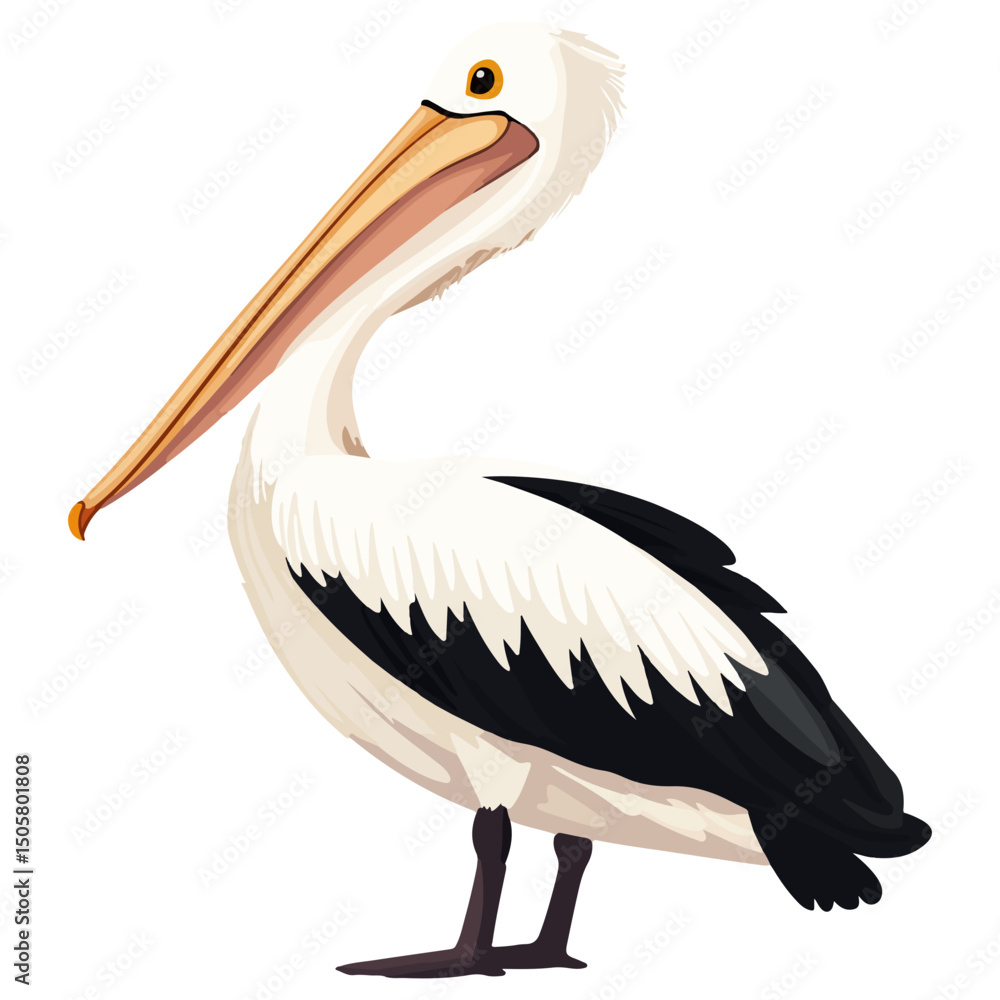 Obraz premium pelican, animal, vector, transparent background, zoo, wildlife, pelecanus, wings, fauna, feather, nature, beak, isolated