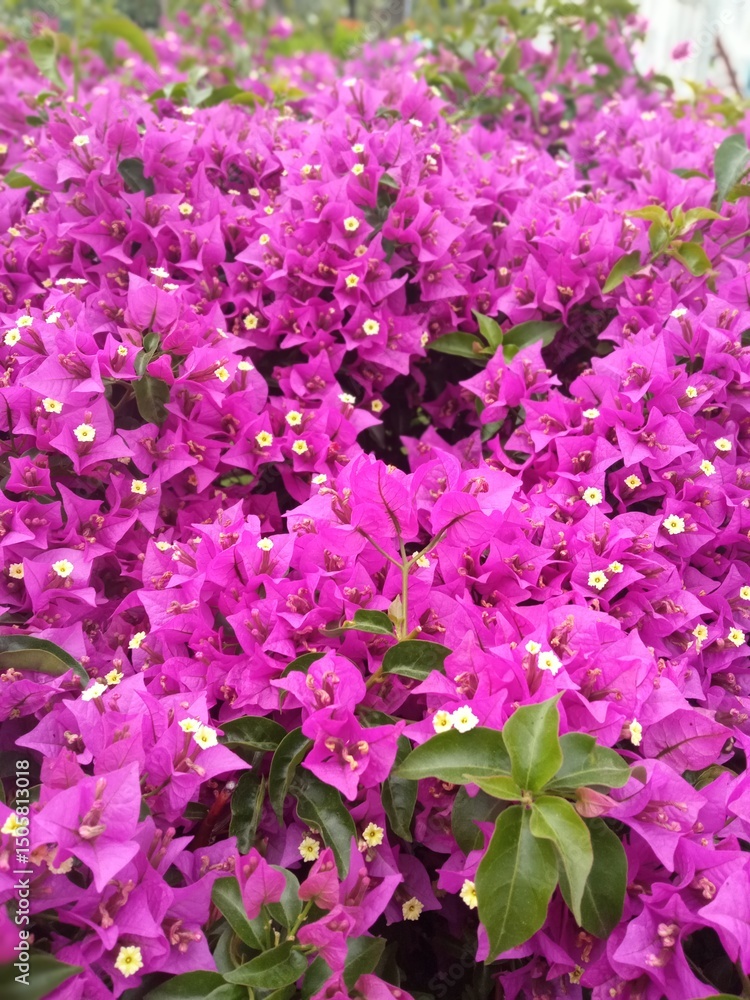 Fototapeta premium luxurious, brightly colored shrubs called Bougainvillea.