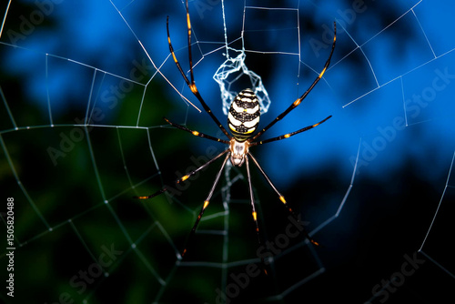 Vigilant Golden Orb Weaver Spider in Intricate Web Against Blurred Nature Background photo